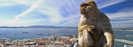 Famous Barbary ape on the top of Gibraltar mountain overseeing the city